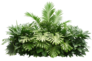 tropical leaves foliage plant jungle bush floral isolated on white background PNG ,ai generated