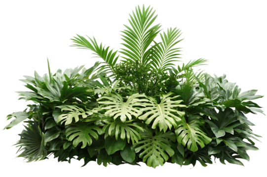 tropical leaves foliage plant jungle bush floral isolated on white background PNG ,ai generated