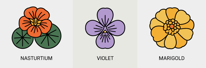 Icon set of edible flowers nasturtium, violet, and marigold on white background