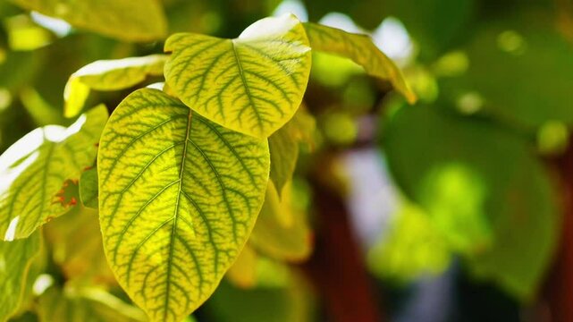 Footage video with close-up of yellow-green persimmon leaves with pronounced leaf veins swaying in light breeze against blurred green cinnamon background with empty copy space. Seasonal orchard garden