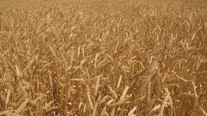 golden wheat field against the sky, agriculture, eco, crop plantation, healthy food grown farm...