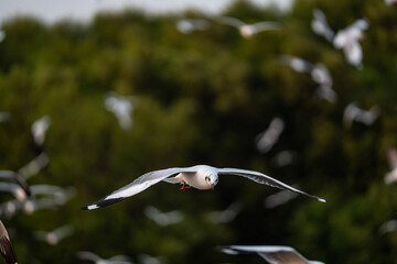 Many seagulls fleeing from the cold weather in Siberia come to Bang Pu, Samut Prakan Province,...