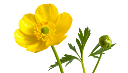 Bright yellow and red tulips blooming in a beautiful spring bouquet, isolated on white background