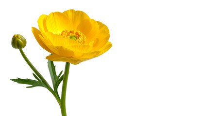 Obraz premium Bright yellow and red tulips blooming in a beautiful spring bouquet, isolated on white background