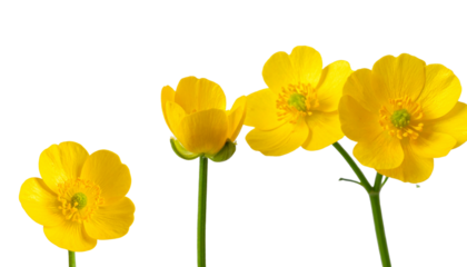 Bright yellow and red tulips blooming in a beautiful spring bouquet, isolated on white background