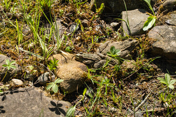 Two frogs are among stones and green vegetation and moss near shallow pond, organically fitting into environment. Blurred background. Selective focus. Nature concept for design