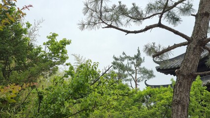 Peaceful greenery surrounds the edge of a traditional tiled roof under a soft, overcast sky.