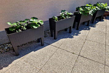 self-watering pots made of gray plastic. home grower of strawberries in pots along the wall