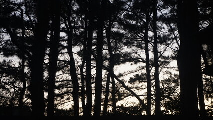 As daylight fades, the tall pine trees stand in quiet silhouette, holding the last light of the day...