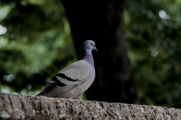 A detailed and atmospheric photo of a rock pigeon (Columba livia) perched calmly on a textured stone surface. Captured with a blurred green forest in the background.