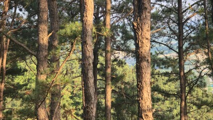 Sunlight filters gently through tall pine trees, casting a serene glow on the forest. A moment of calm and quiet in nature’s embrace.