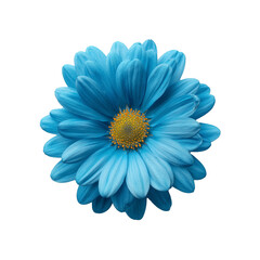 Fototapeta premium One blue daisy head flower isolated on transparent background. Flat lay, top view. Floral pattern, object. Perfect stock photo