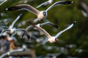 Many seagulls fleeing from the cold weather in Siberia come to Bang Pu, Samut Prakan Province,...