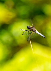 Libellule