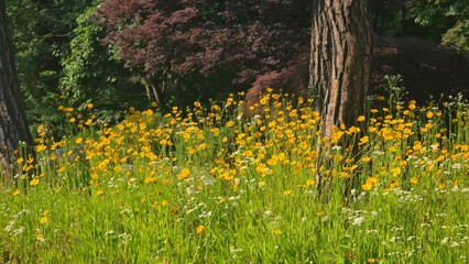 A field of yellow wildflowers blooming in the sunlight beneath tall trees in a forest meadow.