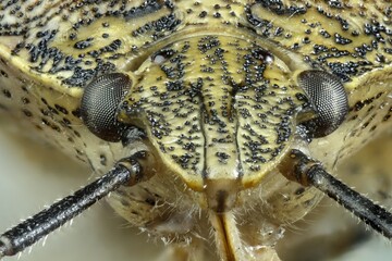 Extreme Macro Close-Up of a Stink Bug Head with Detailed Texture and Compound Eyes, Halyomorpha halys