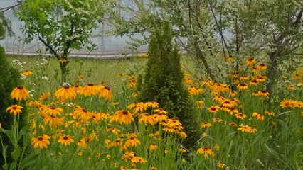 Obraz premium A vibrant cluster of yellow wildflowers blooming among greenery in a lush natural garden.