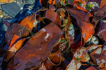 Close up of flat kelp washed up on Co. Down beach uses include things like toothpaste and salad...