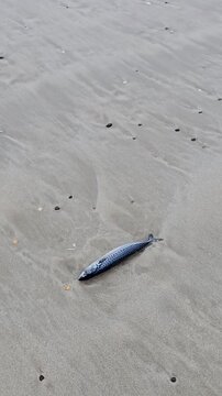 Mackarel lying on the beach used as lure for fishing