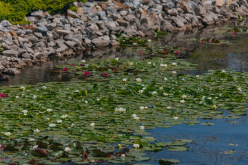 Blooming white water lilies and green leaves on the water on a sunny day. Lotus floating on the pond. Natural beauty of the water garden. Picturesque natural background.