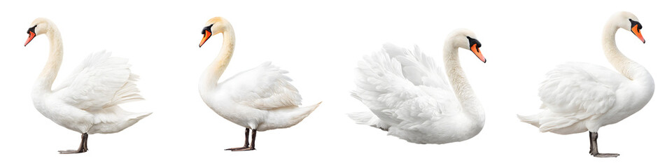 Fototapeta premium Elegant White Swans Isolated on White Background