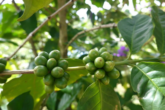 Green coffee cherry seeds on a coffee tree branch in an organic system
