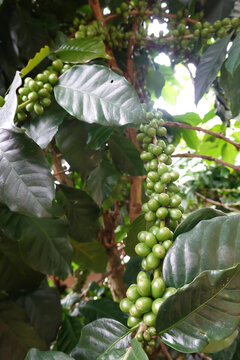 Green coffee cherry seeds on a coffee tree branch in an organic system