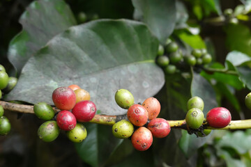 Fungus on coffee seed, lack of quality coffee. Cherry coffee beans on the branch of coffee plant before harvesting.