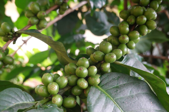 Green coffee cherry seeds on a coffee tree branch in an organic system