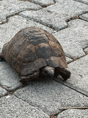 Tortoise walking on stone pavement