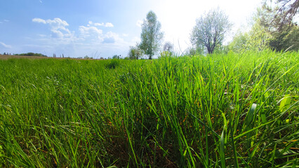 The horizon of the green lawn. Meadow Wildflowers and grass at sunrise.