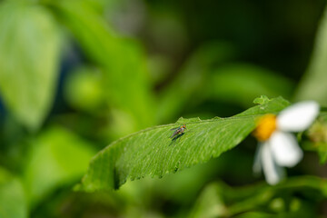 Long leg fly on leaf of a white flower tree