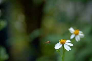 Hover fly flying toward daisy