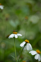 butterfly on daisy
