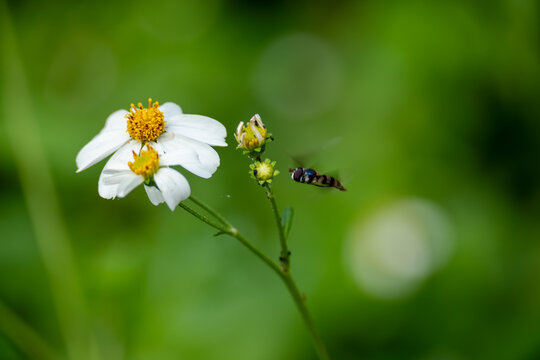 Hover fly and white daisy flower