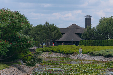 Blooming white water lilies and green leaves on the water on a sunny day. Lotus floating on the pond. Natural beauty of the water garden. Picturesque natural background.