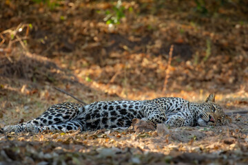 Sleeping leopard