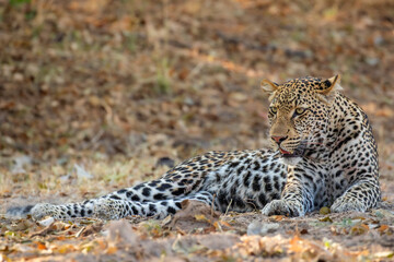 Leopard resting