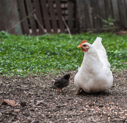 White hen with black chick on rural ground – mother and baby poultry in farmyard setting