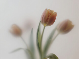 red and yellow tulips