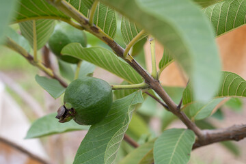 Fresh guava hanging on a green tree. Waiting to harvest. Natural vitamins from fruits.	