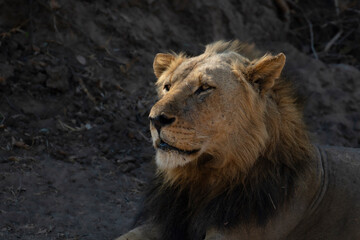 Obraz premium Male lion
