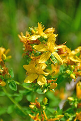 St. John wort, medicinal plant with flower