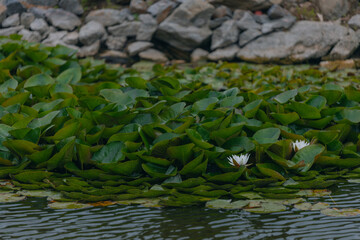 Blooming white water lilies and green leaves on the water on a sunny day. Lotus floating on the pond. Natural beauty of the water garden. Picturesque natural background.