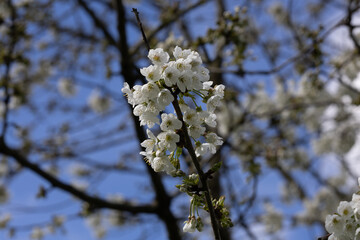 Close-up of white cherry blossoms in spring with blurred background and clear blue sky.