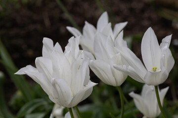 Fototapeta premium A detailed view of pristine white tulips against a blurred natural background.