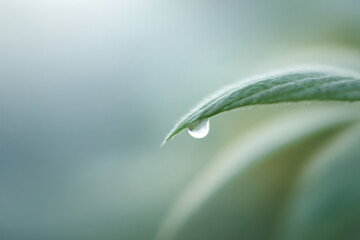 closeup of single dew drop resting on soft green leaf delicate details and play of light