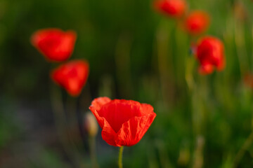 Close-up of blooming red poppy flowers in a green meadow. Natural floral background,  summer season, selective focus. Blooming poppy field, ideal as floral background or seasonal nature backdrop.