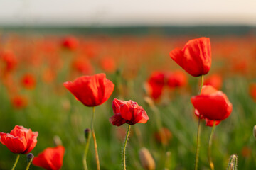 Close-up of blooming red poppy flowers in a green meadow. Natural floral background,  summer...