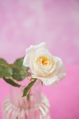 Single white rose in glass vase on pink background